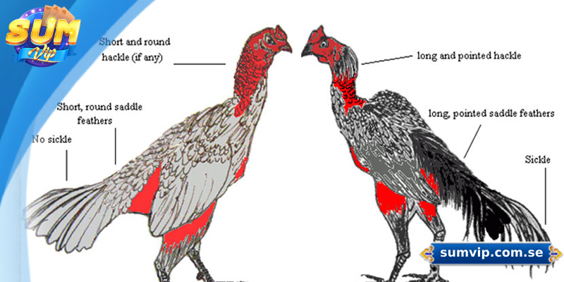 Bí quyết chọn gà chiến giúp tăng tỷ lệ thắng