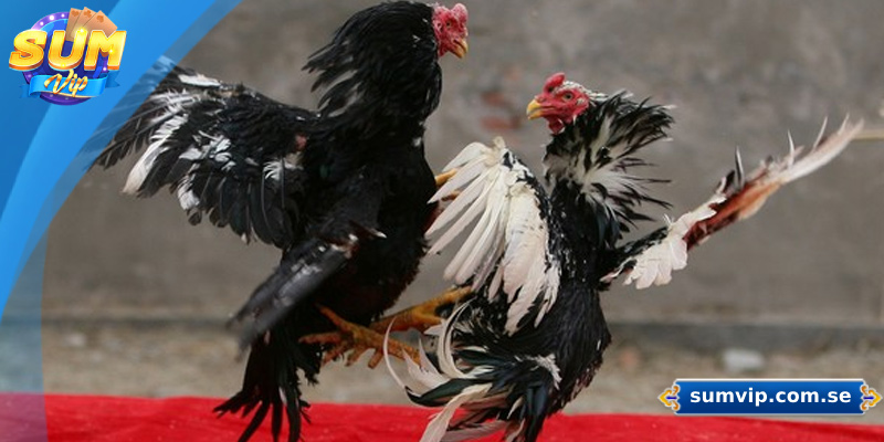 Cánh gà mạnh giúp tăng cao sức mạnh chiến đấu của chiến kê