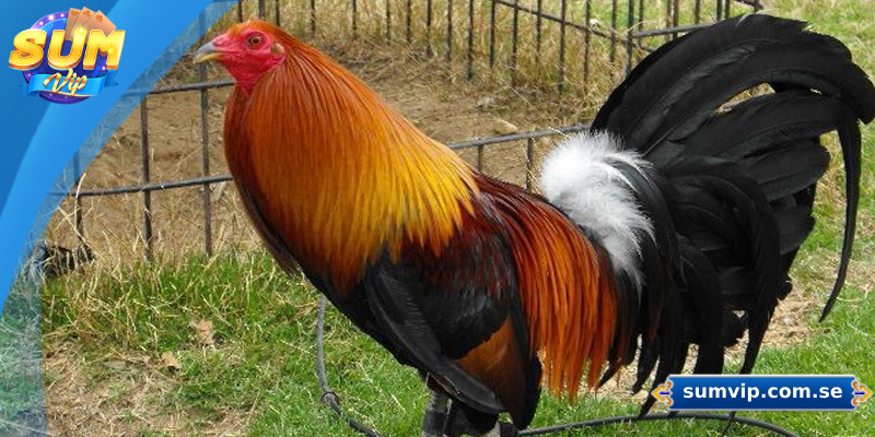 Gà Mỹ mang đến những trận đấu kịch tính