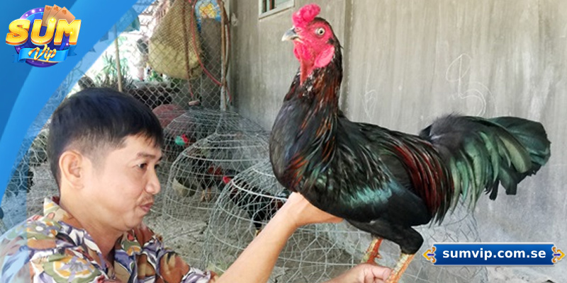 Hướng dẫn chăm sóc gà đá