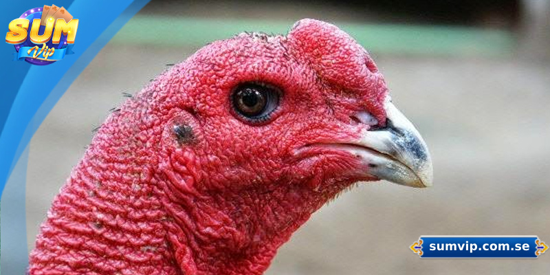 Mắt là bộ phận thể hiện rõ bản tính gà chọi