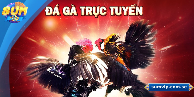 Sảnh đá gà trực tuyến cung cấp dịch vụ cá cược tại các giải đấu uy tín hàng đầu