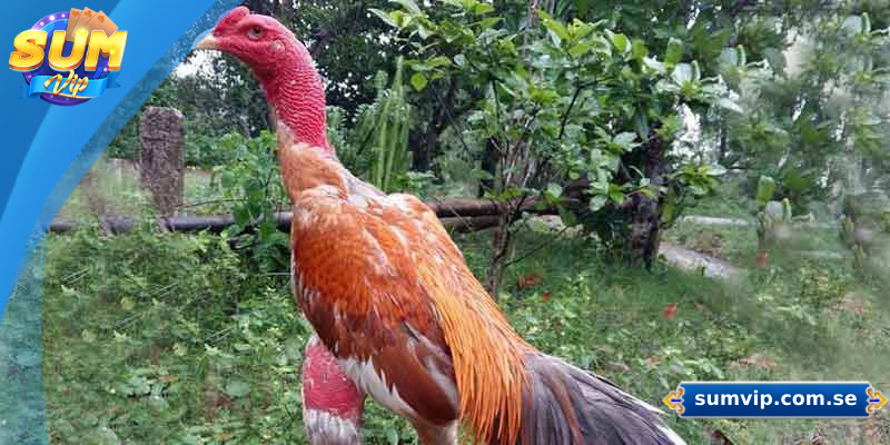 Tầm quan trọng của việc xem tướng gà chọi