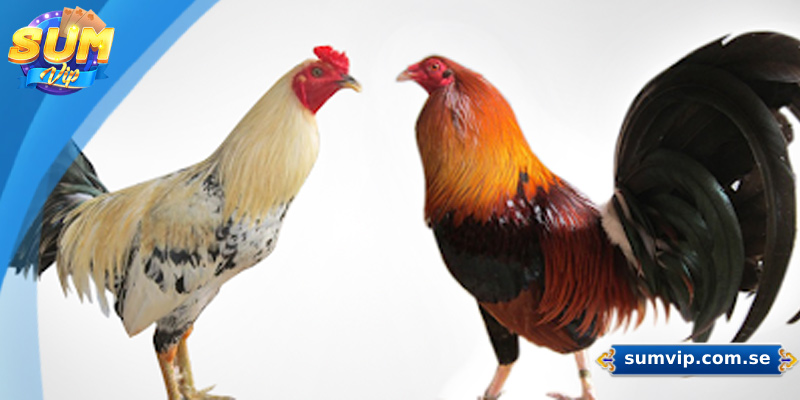 Tổng quan về sảnh đá gà Sumvip