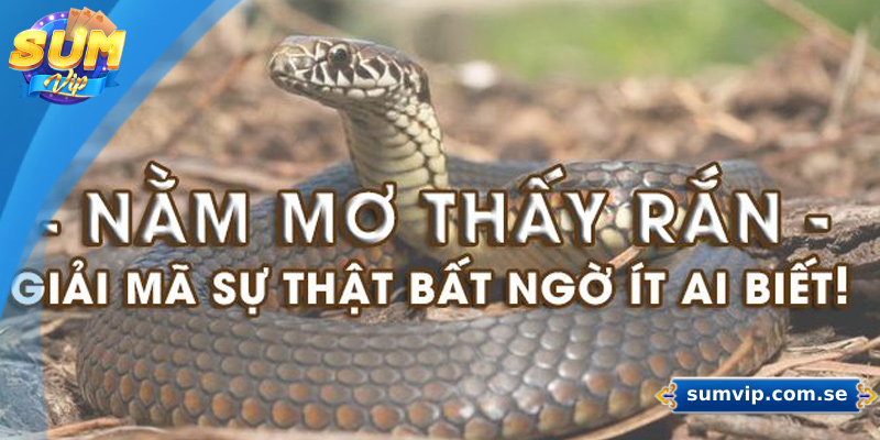 Ý nghĩa của việc mơ thấy rắn